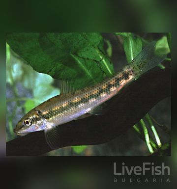 GYRINOCHEILUS AYMONIERI – Chinese Algae Eater – Китайски водораслояд / 4-5 см