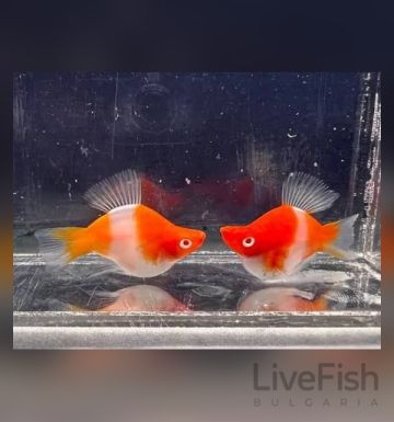 KOHAKU BALLOON SWORDTAIL – КОХАКУ БАЛОН ХЕЛЕР / 3-3.5 см