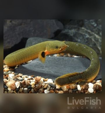 ERPETOICHTHYS CALABARICUS – ROPEFISH /  РИБА ВЪЖЕ / 20-25 см