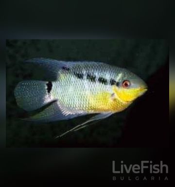 Mesonauta insignis – Флагова цихлида Инсигнис / 6-7 см