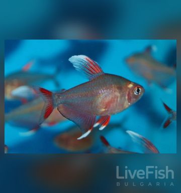 Hyphessobrycon ornatus WhiteFin - Орнатус - Бялопереста розова тетра / 3см