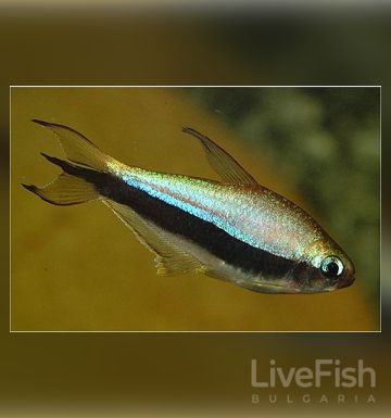 Nematobrycon palmeri – Императорска тетра с металически синьо-виолетова окраска