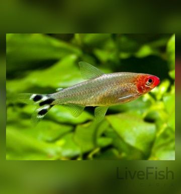Hemigrammus rhodostomus - Родостомус