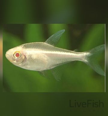 Hyphessobrycon pulchripinnis Albino – Лимонена тетра Албинос / 3 см