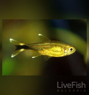 Hasemania nana - silver tipped tetra - Хасемания нана / 2,5 см
