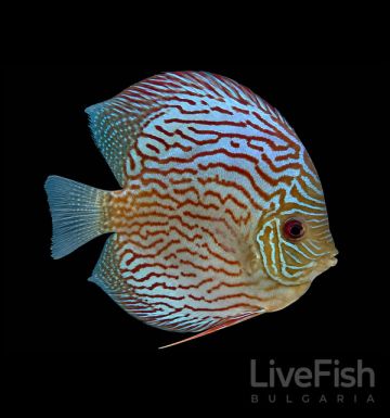 Дискус Мозайк (Symphysodon spp.) с червени, сини и тюркоазени мозаечни шарки