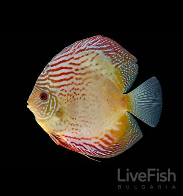 Discus Alenquer (Symphysodon sp.) – кафяво-червен дискус с вертикални ивици и тюркоазени акценти