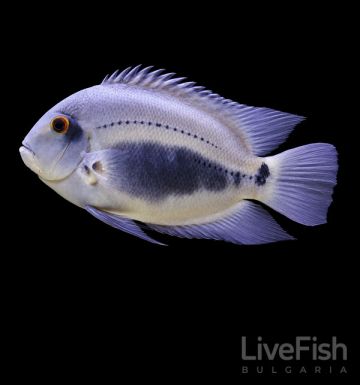UARU AMPHIACANTHOIDES – Triangle Cichlid – Триъгълна цихлида Уару / 5-6 см