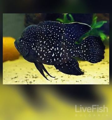 PARATILAPIA POLLENI – Black Diamond Cichlid – Черна диамантена цихлида / 6-7 см
