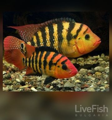 Cichlasoma festae – Red Terror Cichlid – Цихлида Червен терор / 3-4 см