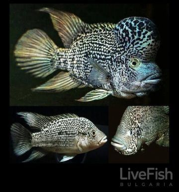 Nandopsis haitiensis – Хаитянска цихлида (Black Nasty) / 7-8 см
