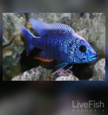 AULONOCARA PEACOCK (BLUE) – Синя малавийска Аулонокара / 7-8 см