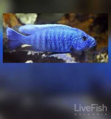SCIAENOCHROMIS FRYERI „ELECTRIC BLUE AHLI“ – Електриковосиня малавийска цихлида / 8-9 см
