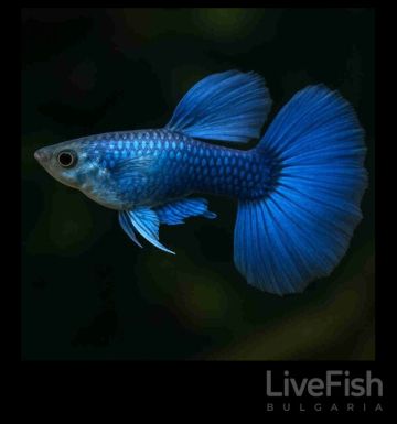 Blue Diamond Guppy – Синя Диамантена Гупа / 3 см