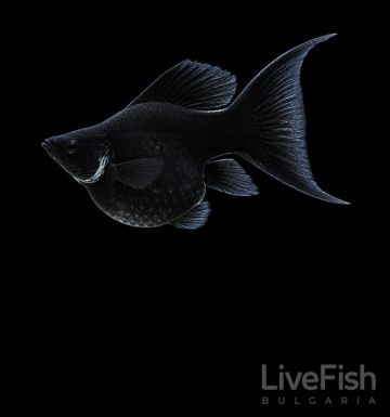 Black Balloon Molly Lyretail – Черна Балон Молинезия Лира / 3 см