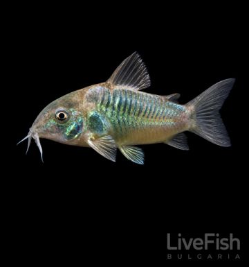 CORYDORAS AENEUS – Бронзов коридорас