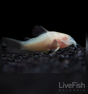 CORYDORAS AENEUS ALBINO – Албиносен бронзов коридорас / 2,5 см