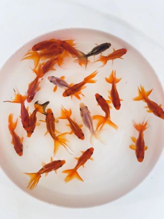 RED FANTAIL GOLDFISH – ЧЕРВЕНА ЗЛАТНА РИБКА ФАНТЕЙЛ (Carassius auratus) / 3-3.5 см