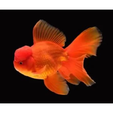 RED ORANDA – ЧЕРВЕНА ОРАНДА (Carassius auratus) / 5 см
