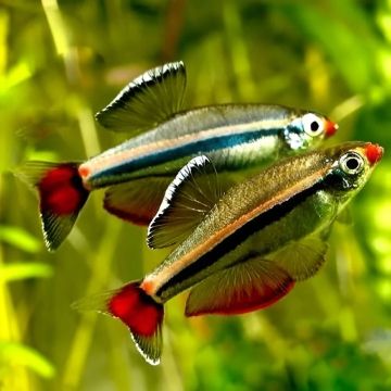 TANICHTHYS ALBONUBES – КАРДИНАЛ / 2 см