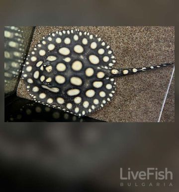 SUPER WHITE STINGRAY – СУПЕР УАЙТ СЛАДКОВОДЕН СКАТ (Potamotrygon sp.) / 20-25 см