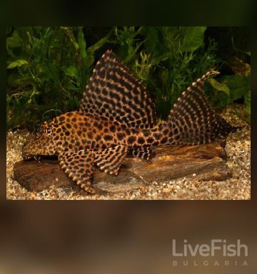Pterygoplichthys gibbiceps – птеригоплихт гибицепс с леопардова окраска и висока гръбна перка