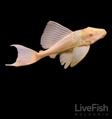 Pterygoplichthys gibbiceps Albino – албиносен птеригоплихт с червеникави очи и висока гръбна перка