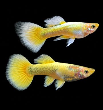 Full Gold Guppy Pair – мъжка и женска златна гупа Poecilia reticulata