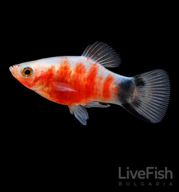Platy Bleeding Heart (Xiphophorus maculatus) – плата Кървящо сърце със светла основа и червен рисунък