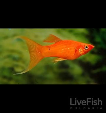 POECILIA SPHENOPS LYRA – ЧЕРВЕНА ЛИРОВА МОЛИНЕЗИЯ / 4 см