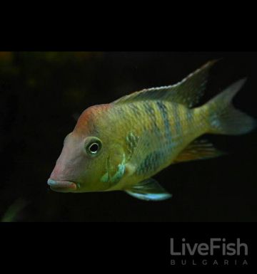 Geophagus steindachneri – мъжка червеногърба земеядна цихлида с червено-оранжева челна гърбица