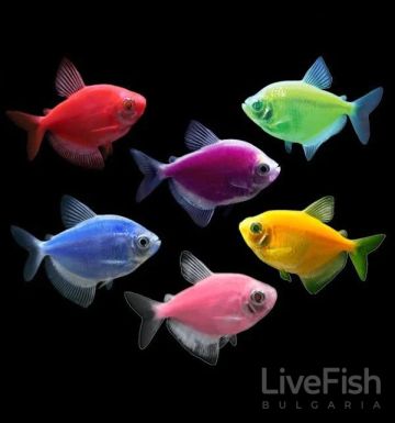 GYMNOCORYMBUS TERNETZI COLOR – ЦВЕТНА ТЕРНЕЦИЯ (МИКС 8 ЦВЯТА) / 3 СМ