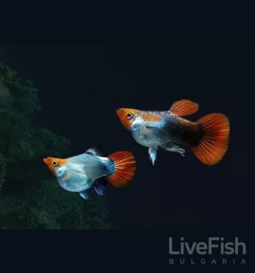 Black Koi Short Body Guppy (Poecilia reticulata) – черна Кои гупа с компактно късо тяло и червено-оранжева окраска
