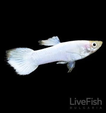 Snow White Guppy (Poecilia reticulata) – снежнобяла селекционна гупа с перлено тяло и бели плавници