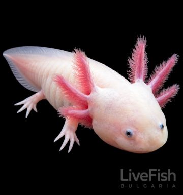 Ambystoma mexicanum – аксолотъл с характерни разклонени външни хриле