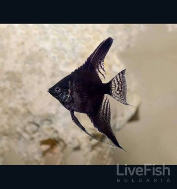 PTEROPHYLLUM SCALARE BLACK LONGFIN – ЧЕРНА ДЪЛГОПЕРЕСТА СКАЛАРИЯ / 4-5 см