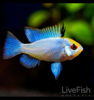 Electric Blue Butterfly Ramirezi (Mikrogeophagus ramirezi) с наситена електриковосиня окраска
