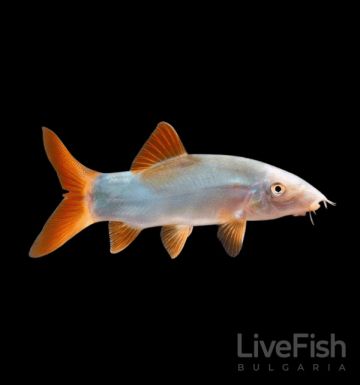 Yasuhikotakia modesta, Botia modesta, синя боция, червеноопашата боция, Redtail Loach, Blue Botia, Orange-finned Loach, азиатска боция, аквариумни боции, дънни риби, Botiidae, тропически риби, декоративни риби, LiveFish Bulgaria