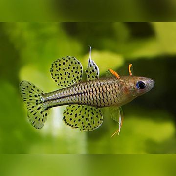 Pseudomugil gertrudae – петнист псевдомугил със сини очи и плавници с черни петна