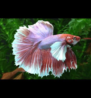 Betta Male Dumbo Halfmoon Mix Color – мъжка бета с огромни гръдни плавници и широка цветна опашка