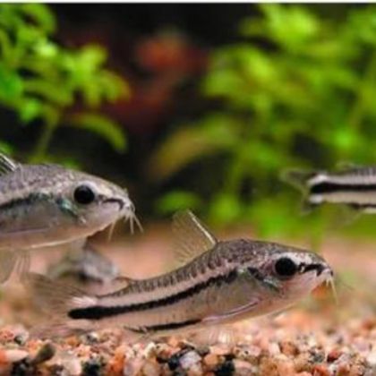 Corydoras pygmaeus - Коридорас Пигмей / 2 см