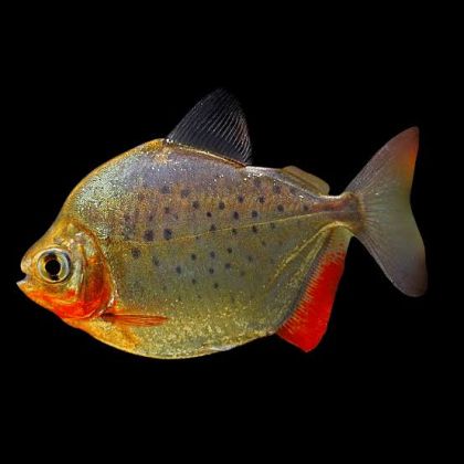 Metynnis maculatus - Spotted - Силвър Долар - точков / 5-6 см