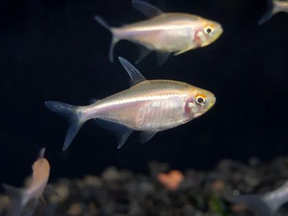Hyphessobrycon herbertaxelrodi Albino – Черен неон Албинос  / 3 см