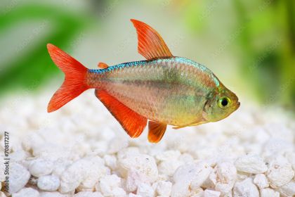 Hyphessobrycon columbianus - Колумбииска Тетра / 3-4 см