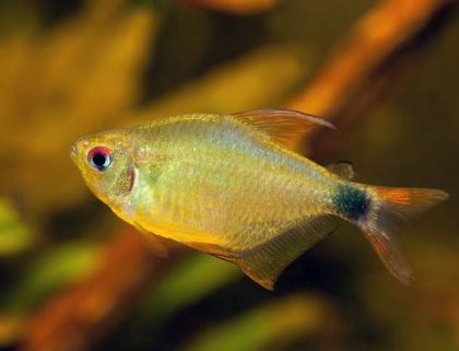 Hyphessobrycon heliacus - Кити тетра (жълта тетра) / 2,5 см
