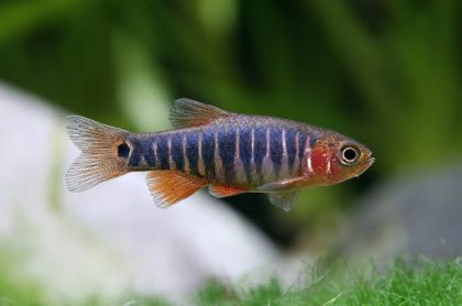 MICRORASBORA ERYTHROMICRON - Микроразбора еритромикон / 2 см