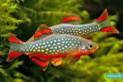 Rasbora galaxy - Микроразбора галакси / 2 см