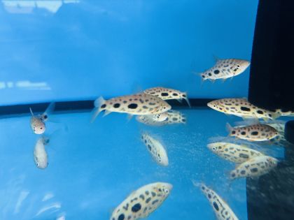 Leporinus granti Strawberry Leporinus – Ягодов лепоринус