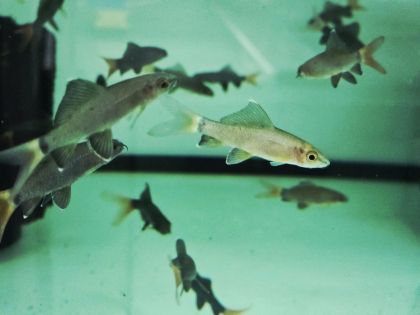 Epalzeorhynchos bicolor - Лабео Биколор / 6-7 см