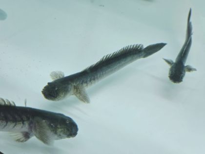 Gobioides broussonnetii Dragon Fish WILD – дива Драконова риба за бракичен аквариум